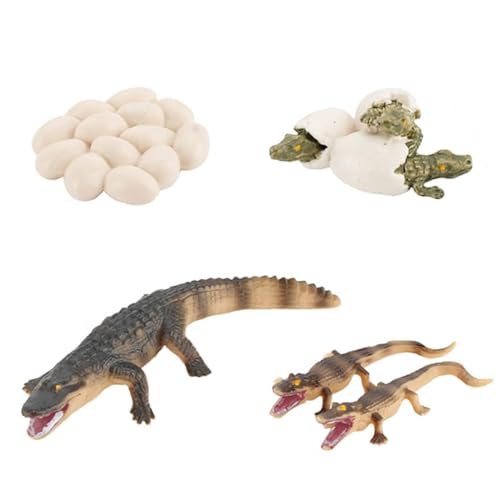 VICASKY 1 Satz Krokodil-wachstums Zyklus Feengarten-Tiere-Figur Krokodil-Ei-Spielzeug Tierfigur Ornament Lernspielzeug Lebenswachstum Spielzeug Puzzle-Spielzeug Kidcraft-spielset PVC von VICASKY