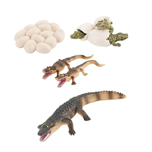 VICASKY 1 Set Krokodil Wachstumszyklus Amphibien Lernspielzeug Pädagogisches Spielzeug Künstliches Krokodil Spielzeug Krokodil Ei Spielzeug Tiere Spielzeug Für Kinder Kinder von VICASKY