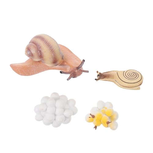 VICASKY Evolutionsmodell 1 Set Mit Wachstumszyklus-Figuren Für Kinderspielzeug Und Zur Präsentation Im Klassenzimmer von VICASKY
