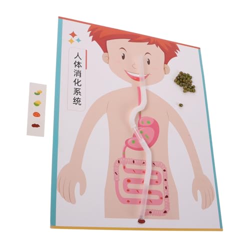 VICASKY 4 Sätze Human Digestive System Model DIY Interaktives Lernspielzeug für Realistisches Körpermodell Stem-Bildung Kreatives Bastelset für Vorschule und Grundschule von VICASKY