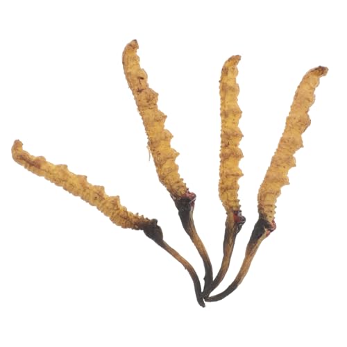 VICASKY Cordyceps-verhaltensphysiologisches Modell Genaue Requisiten Für Traditionelle Medizinläden VICASKY Cordyceps-verhaltensphysiologisches Modell Genaue Requisiten Für Traditionelle Medizinläden von VICASKY