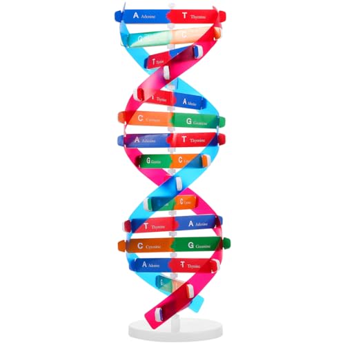 VICASKY DNA Modellbau Set Doppelhelix DNA Display Stand Für Pädagogisches Lernspielzeug Und Lehrmittel Zur Biologie Kreatives DNA Modell Für Den Unterricht von VICASKY