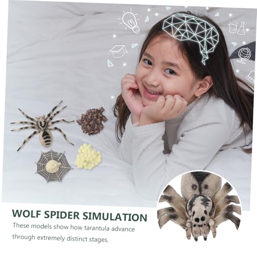 VICASKY Simulation Tarantula Modell aus Kunststoff Realistisches Wachstumszyklus Modell Detailreiches Insekten Lernspielzeug und Dekoration für Sammler von VICASKY