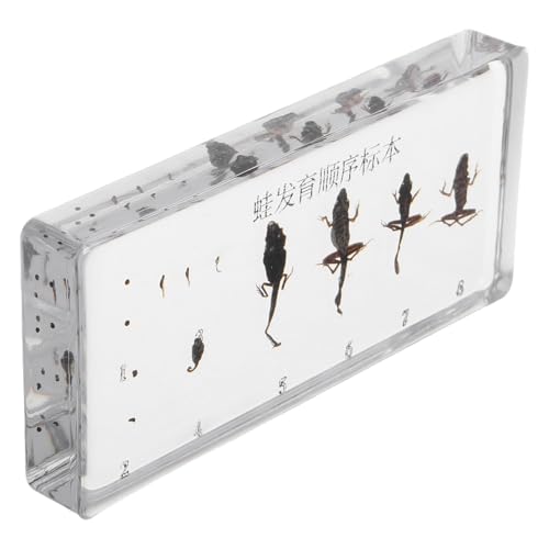VICASKY ausgestopfter Frosch Miniaturfiguren kleine Figuren Frösche Froschfigur Mini-Tierfiguren Frosch Minifiguren zum Verstecken Lebenszyklus kleine Harztiere Acryl von VICASKY