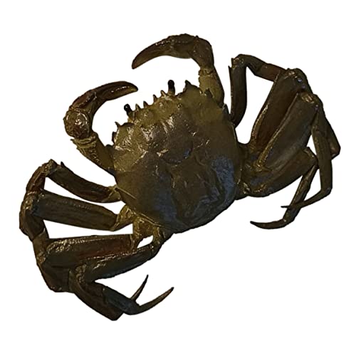 VICASKY pädagogische Krabbe kinderzimmerdeko Room Decoration Animal Toys Lernspielzeug kindergeburtstags mitgebsel Kid Toys Dekoration Tiermodell gefälschte Krabbe PVC Green VICASKY pädagogische Krabbe kinderzimmerdeko Room Decoration Animal Toys Lernspielzeug kindergeburtstags mitgebsel Kid Toys Dekoration Tiermodell gefälschte Krabbe PVC Green von VICASKY