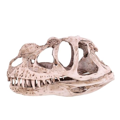 VIFERR Dinosaurier Schädel Modell Harz Dinosaurier Skelett Simuliertes Tierskelett Home Office Dekor Handwerk Lehre Prop Halloween Party Dekoration von VIFERR
