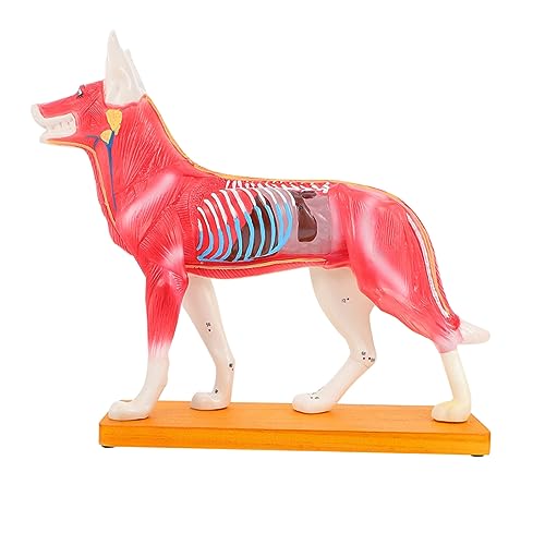 VILLFUL Hundekörpermodell Schulunterrichtsbedarf Pvc-modell Der Chinesischen Medizin Für Labore von VILLFUL
