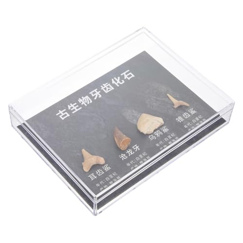 VILLFUL 1 Box Zähne Proben Paläontologie Schmuck Dino VILLFUL 1 Box Zähne Proben Paläontologie Schmuck Dino von VILLFUL