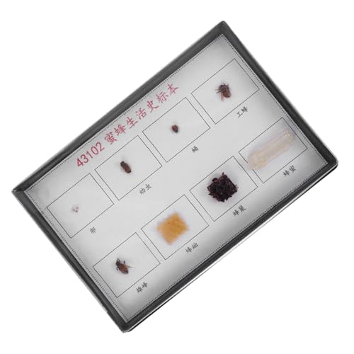 VILLFUL Bienen-lebenszyklus-Exemplar Ausstellungsexemplar Lehrexemplar Unterricht Wissenschaftliche Bildung VILLFUL Bienen-lebenszyklus-Exemplar Ausstellungsexemplar Lehrexemplar Unterricht Wissenschaftliche Bildung von VILLFUL