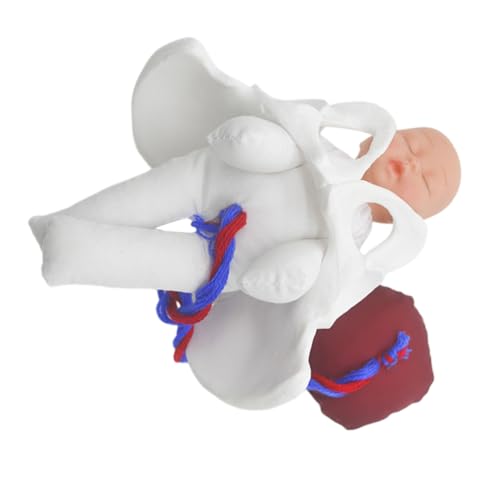 VILLFUL 1 Set Entbindungsbeckenmodell Pränatales Bildungstool Geburts Hebammen Trainingsmodell Geburtstrainingshilfe Weibliche Beckenanatomie Klinische Lehre Geburtsmodell Pvc VILLFUL 1 Set Entbindungsbeckenmodell Pränatales Bildungstool Geburts Hebammen Trainingsmodell Geburtstrainingshilfe Weibliche Beckenanatomie Klinische Lehre Geburtsmodell Pvc von VILLFUL