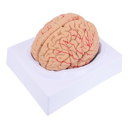 VILLFUL 1 Stück Zerlegbares Menschliches Gehirnmodell Anatomisches Lehrmodell für und Medizinische Ausbildung zur Veranschaulichung Gehirnstruktur von VILLFUL