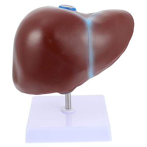 VILLFUL 1Stk Anatomisches Modell der Leber normales Lebermodell Modell des menschlichen Kreislaufsystems Männchen Modelle Medizinisches Lebermodell Leber Lehrmodell menschlicher Körper PVC von VILLFUL