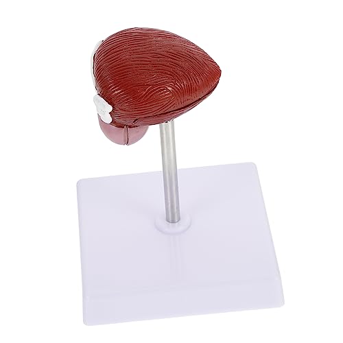 VILLFUL 1Stück Anatomisches Blasenmodell Biologisches Unterrichtsmodell für Schule Physiologie Leicht Tragbar für Gesundheits Medizinstudenten Teiliges Modell VILLFUL 1Stück Anatomisches Blasenmodell Biologisches Unterrichtsmodell für Schule Physiologie Leicht Tragbar für Gesundheits Medizinstudenten Teiliges Modell von VILLFUL