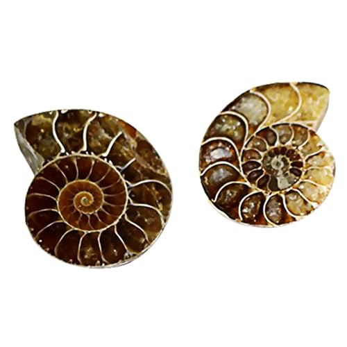 VILLFUL 2 Sätze Ammoniten Fossilien Als Lehrmittel Dekorative Natursteine Für Sammlung Große Exemplare Im Für Bildung Und Gestaltung 2 Stück * 2 VILLFUL 2 Sätze Ammoniten Fossilien Als Lehrmittel Dekorative Natursteine Für Sammlung Große Exemplare Im Für Bildung Und Gestaltung 2 Stück * 2 von VILLFUL