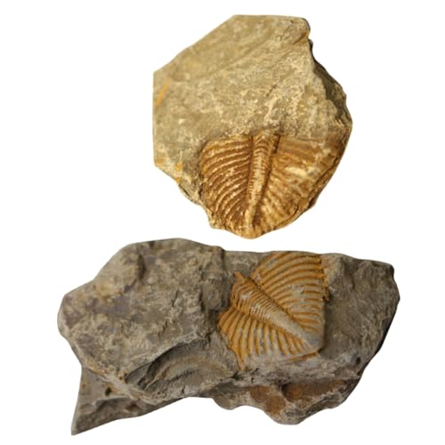 VILLFUL 2 Stück Trilobiten Ornamente Pädagogische Requisiten für Paläontologie Dekoration für Tisch und Zuhause Lehrmittel für und VILLFUL 2 Stück Trilobiten Ornamente Pädagogische Requisiten für Paläontologie Dekoration für Tisch und Zuhause Lehrmittel für und von VILLFUL