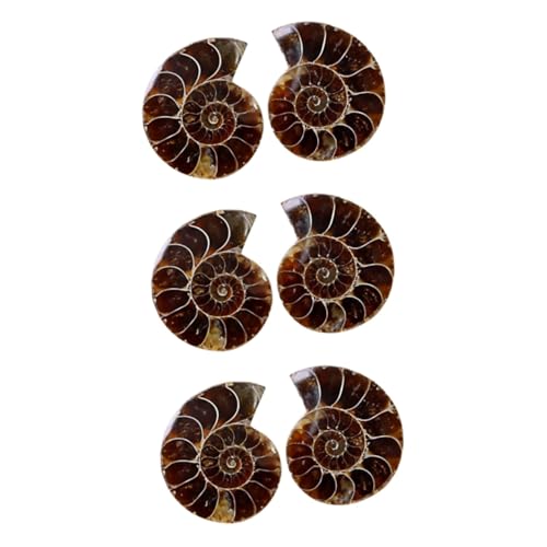 VILLFUL 3 Sätze Kreative Fossilien Deko Für Schüler Lehrmaterial Zur Paläontologie Große Fossilien Opp Verpackung Für Unterricht 2 Stück * 3 VILLFUL 3 Sätze Kreative Fossilien Deko Für Schüler Lehrmaterial Zur Paläontologie Große Fossilien Opp Verpackung Für Unterricht 2 Stück * 3 von VILLFUL