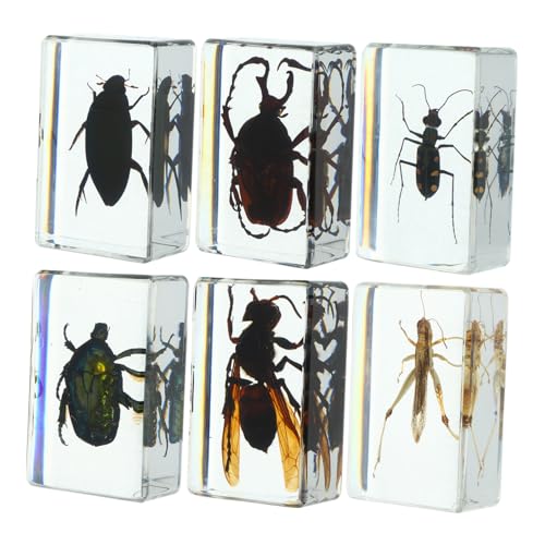 VILLFUL 6 Stück Insektenpräparate in Klarem Kunstharz Vielfältige Realistische Insektensammlung für Unterricht Dekoration Papierbeschwerer Kompakt und Einfach zu Lagern von VILLFUL