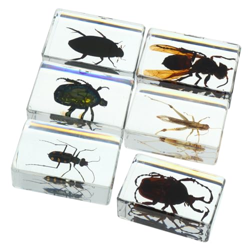 VILLFUL 6 Stück Transparente Insektenexemplare aus Resin mit Realistischen Käfern und Wespentieren Naturwissenschaftliches Unterrichtsmaterial Vielseitig als Dekoration Sammlerstücke und von VILLFUL