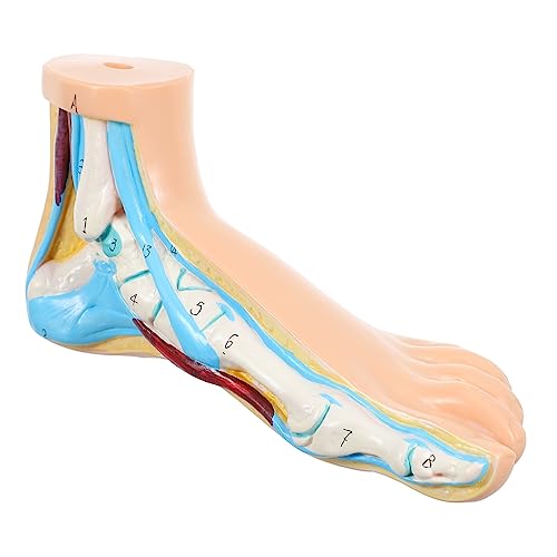 VILLFUL Anatomisches Fußmodell aus Vinyl Realistisches Lehrreiches Modell für Fußanatomie für Studenten Lehrer Langlebig Praktisch Details für Medizinische von VILLFUL