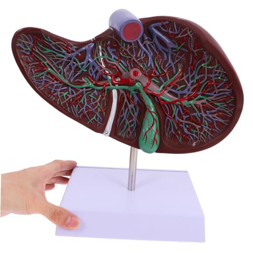 VILLFUL Anatomisches Lebermodell Kunststoff mit Sockel Realistische Darstellung Menschliche für Medizinische Ausbildung und Schulanzeige Langlebiges Lehrmodell von VILLFUL