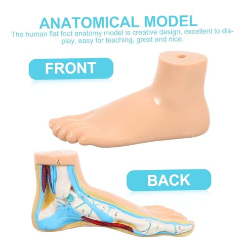 VILLFUL Anatomisches Modell Menschlicher Normalfuß Lehrmodell Fußskelett Muskelstruktur Lebensgroß Für Medizinische Ausbildung Und Gesundheitsschulen von VILLFUL