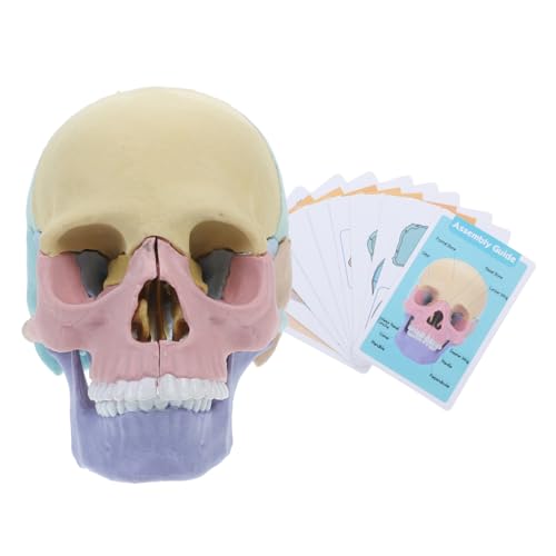 VILLFUL Anatomisches Schädelmodell Zerlegbares Puzzle für Detaillierte Studien Realistische Darstellung Des Menschlichen Schädels Lehrmittel für Fachleute VILLFUL Anatomisches Schädelmodell Zerlegbares Puzzle für Detaillierte Studien Realistische Darstellung Des Menschlichen Schädels Lehrmittel für Fachleute von VILLFUL
