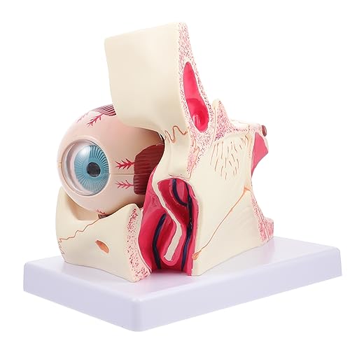 VILLFUL Augapfel Modell Fach Vergrößert Anatomisches Augenmodell für Unterricht und Lernzwecke Detailgetreu Abnehmbar für Hygiene und Physiologiekurse von VILLFUL
