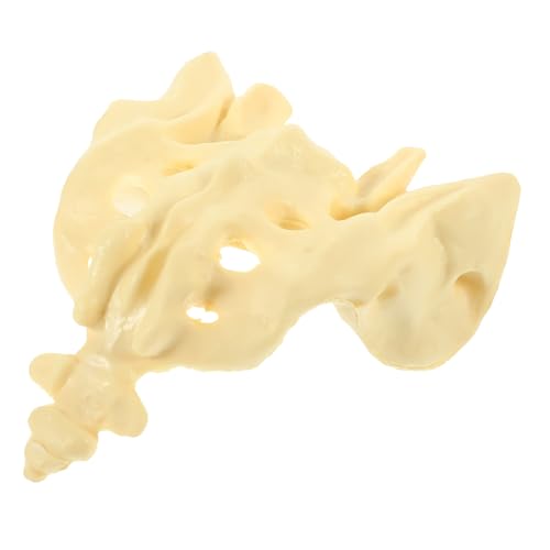 VILLFUL Lebensgroßes Medizinisches Sacrum Anatomie Modell aus Robustem PVC Präzise für Unterricht und Studium Tragbar für Medizinische Schulen Sowie Krankenhausdarstellung von VILLFUL