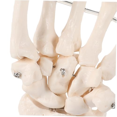 VILLFUL Medizinisches Handknochen modell für Lehrzwecke Anatomisches Skelett mit Gelenksimulation Langlebiges Lehrmittel für Medizinische Ausbildung und Anatomische Studien von VILLFUL