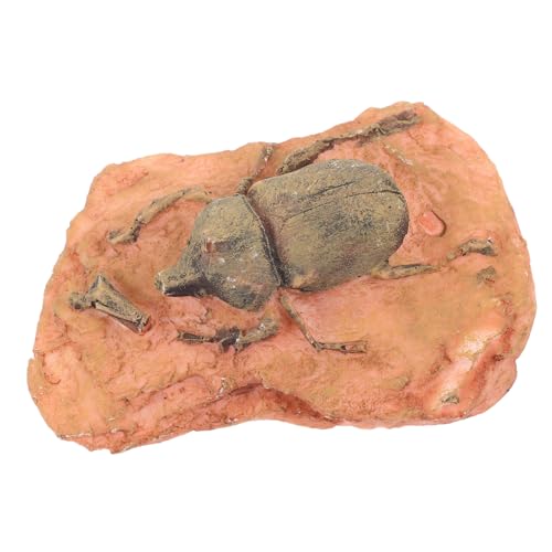 VILLFUL Paläontologische Insektenfossilien Dekorative Sammlung Leicht Kompakt Vielseitig für Unterricht Tragbar und Praktisch Sichere Materialien Langlebig für und Sammlung von VILLFUL