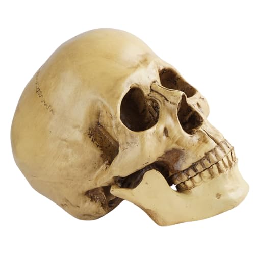 VILLFUL Menschliches Skelett-kopfmodell Halloween-dekoration Attrappe Schädel-modell Partyzubehör Für Spukhaus VILLFUL Menschliches Skelett-kopfmodell Halloween-dekoration Attrappe Schädel-modell Partyzubehör Für Spukhaus von VILLFUL