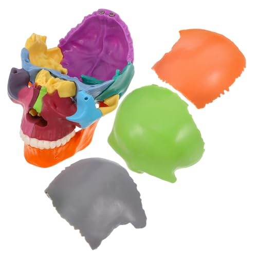VILLFUL Schädelmodell für Anatomieunterricht Abnehmbares Farbenfrohes Anatomisches Modell zur Darstellung Kopfstruktur für Medizinische Bildungseinrichtungen Fördert das Verständnis VILLFUL Schädelmodell für Anatomieunterricht Abnehmbares Farbenfrohes Anatomisches Modell zur Darstellung Kopfstruktur für Medizinische Bildungseinrichtungen Fördert das Verständnis von VILLFUL