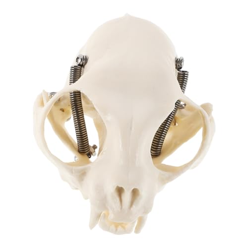 VILLFUL Skelett Modell Anatomisches Katzenkopf Skelett für Dekoration Aquarien Wissenschaftsunterricht Halloween Requisiten Realistisches Design mit Detaillierter Tragbarer VILLFUL Skelett Modell Anatomisches Katzenkopf Skelett für Dekoration Aquarien Wissenschaftsunterricht Halloween Requisiten Realistisches Design mit Detaillierter Tragbarer von VILLFUL