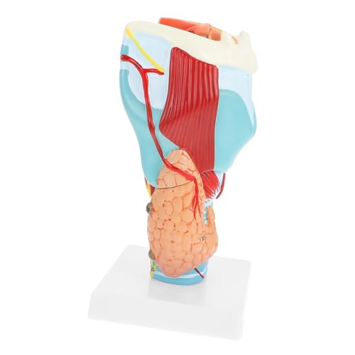 VILLFUL Vergrößertes Menschliches Kehlkopfmodell Lebensgröße Medizinisches Anatomisches Modell Abnehmbar für Studium und Patientenaufklärung Lehrmittel für Anatomieunterricht von VILLFUL