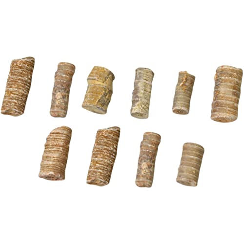 VINTORKY 10pcs Marine Echinoderm Fossile Meereslilie Fossilienwissenschaft Ornamente Studienrequisiten von VINTORKY