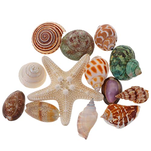 VINTORKY 13stücke Teiliges Natürlichen Muscheln Und Seesternen Dekorative Tischdeko Für Aquarium Und -projekte Für Und Kreative Bastelideen VINTORKY 13stücke Teiliges Natürlichen Muscheln Und Seesternen Dekorative Tischdeko Für Aquarium Und -projekte Für Und Kreative Bastelideen von VINTORKY