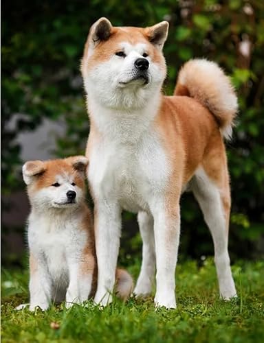 Puzzle 1000 Teile, Bild, Tier, Hund, für Erwachsene, Familienspiele, Lernspielzeug, Xy242Qw, 38 x 26 cm Puzzle 1000 Teile, Bild, Tier, Hund, für Erwachsene, Familienspiele, Lernspielzeug, Xy242Qw, 38 x 26 cm von VRYOP