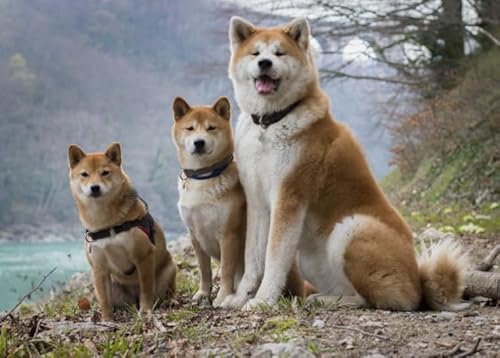 Puzzle 1000 Teile Bild Tier Hund Für Erwachsene Familienspiele Lernspielzeug Xy239Qw 38x26CM von VRYOP