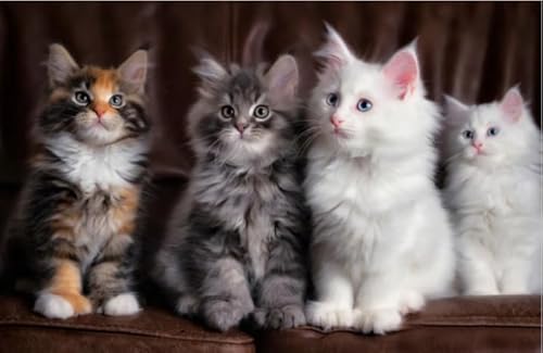 Puzzle 1000 Teile Tierkatzen Poster Puzzle für Erwachsene Lernspiel Familiendekompressionsspielzeug Gq300Zy 38x52CM Puzzle 1000 Teile Tierkatzen Poster Puzzle für Erwachsene Lernspiel Familiendekompressionsspielzeug Gq300Zy 38x52CM von VRYOP