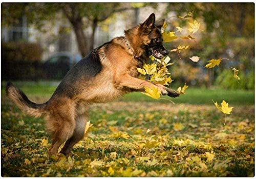 Puzzle 1000 Teile für Erwachsene, Deutscher Schäferhund spielt mit Blättern, Kunstgemälde, 70 x 50 cm von VRYOP