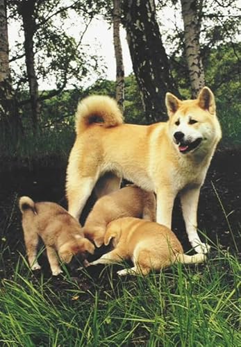 Puzzle 2000 Teile, Bild, Tier, Hund, für Erwachsene, Familienspiele, Lernspielzeug, Xy240Qw, 100x70CM Puzzle 2000 Teile, Bild, Tier, Hund, für Erwachsene, Familienspiele, Lernspielzeug, Xy240Qw, 100x70CM von VRYOP