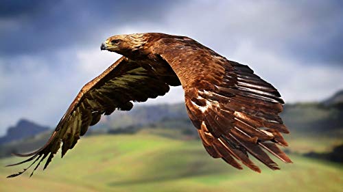 Puzzle | Steinadler-Puzzle für Erwachsene und Kinder, 1000 Teile, Geburtstagsgeschenke für Jungen und Mädchen, Heimdekorationspuzzle, 38 x 26 cm Puzzle | Steinadler-Puzzle für Erwachsene und Kinder, 1000 Teile, Geburtstagsgeschenke für Jungen und Mädchen, Heimdekorationspuzzle, 38 x 26 cm von VRYOP