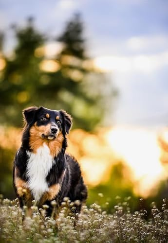 Tier-Hund-Poster-Puzzle, 2000 Teile, Puzzle für Erwachsene, Familien-Dekompressionsspiele, Gq355Zy, 70 x 100 cm von VRYOP