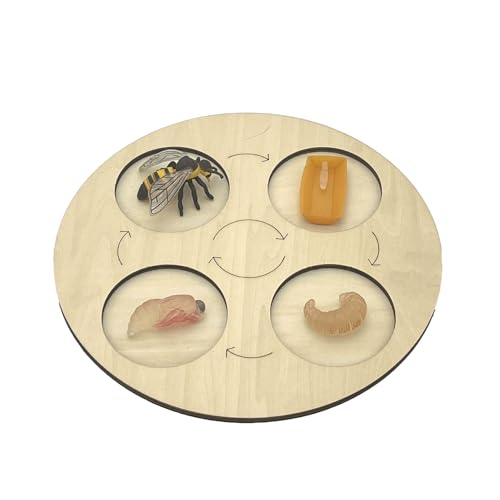 VZZCGJVT Montessori Lebenszyklus des Handlungsmodells mit Tablett, Simulation des Wachstumszyklus von Tieren, Kleinkind-Bildungskit,Bee von VZZCGJVT
