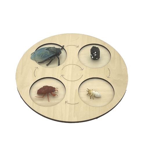VZZCGJVT Montessori Lebenszyklus des Handlungsmodells mit Tablett, Simulation des Wachstumszyklus von Tieren, Kleinkind-Bildungskit,Cicada von VZZCGJVT