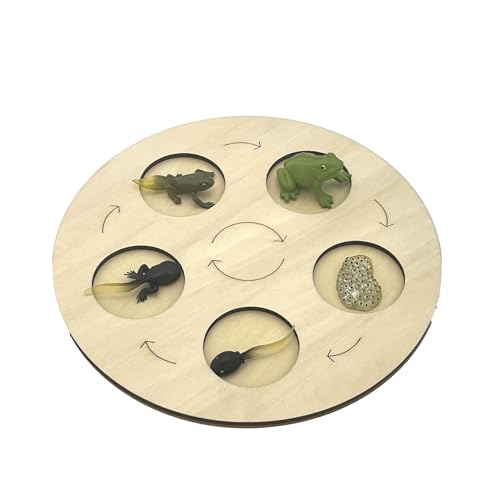 VZZCGJVT Montessori Lebenszyklus des Handlungsmodells mit Tablett, Simulation des Wachstumszyklus von Tieren, Kleinkind-Bildungskit,Frog von VZZCGJVT