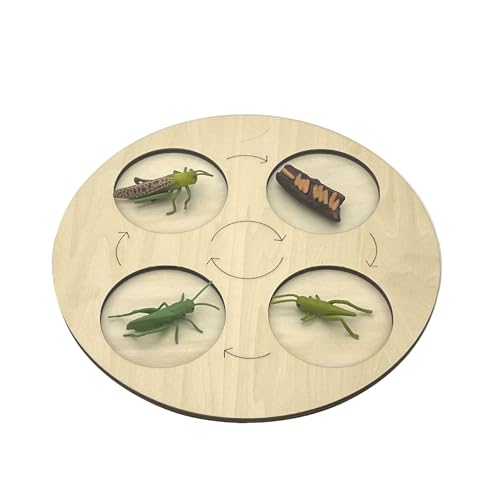 VZZCGJVT Montessori Lebenszyklus des Handlungsmodells mit Tablett, Simulation des Wachstumszyklus von Tieren, Kleinkind-Bildungskit,Grasshopper von VZZCGJVT