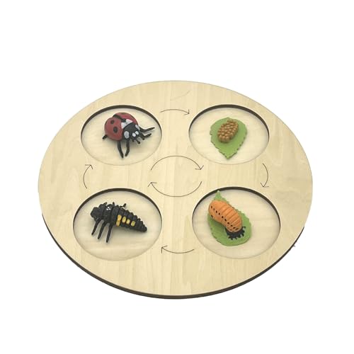 VZZCGJVT Montessori Lebenszyklus des Handlungsmodells mit Tablett, Simulation des Wachstumszyklus von Tieren, Kleinkind-Bildungskit,Ladybug von VZZCGJVT