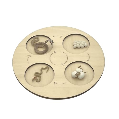 VZZCGJVT Montessori Lebenszyklus des Handlungsmodells mit Tablett, Simulation des Wachstumszyklus von Tieren, Kleinkind-Bildungskit,Snake von VZZCGJVT