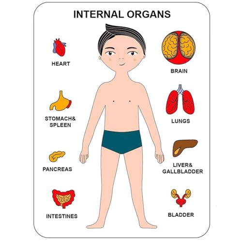 VZZCGJVT Montessori Puzzle der menschlichen Körperstruktur, Anatomie Organ Modell Anatomie Spielzeug Menschliches Organ Lehrmittel,Boy Black VZZCGJVT Montessori Puzzle der menschlichen Körperstruktur, Anatomie Organ Modell Anatomie Spielzeug Menschliches Organ Lehrmittel,Boy Black von VZZCGJVT